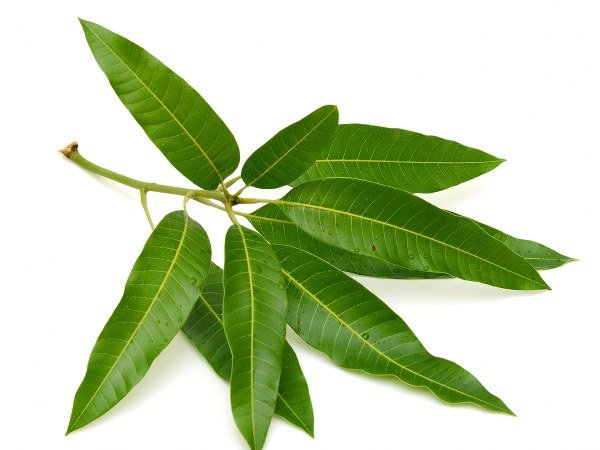mengo leaves